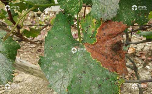 葡萄蚧虫的危害、发生规律及综合防治措施