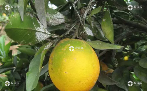 柑橘虫害有哪些，柑橘虫害防治