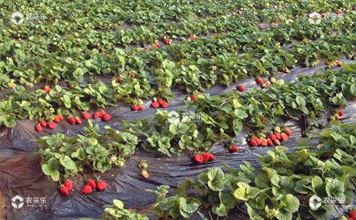 分析探讨有机草莓病虫害综合防治措施