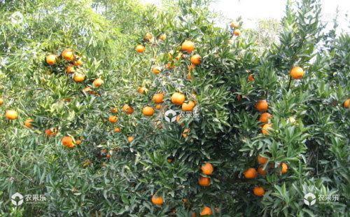 有机柑橘病虫害为害症状、发病规律及防治方法