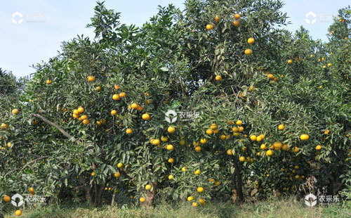 有机柑橘病虫害为害症状、发病规律及防治方法