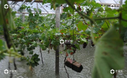 洪涝对葡萄有哪些危害，如何补救？