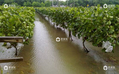 洪涝对葡萄有哪些危害，如何补救？