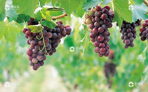 葡萄成熟之后的果实为什么既好看又好吃？