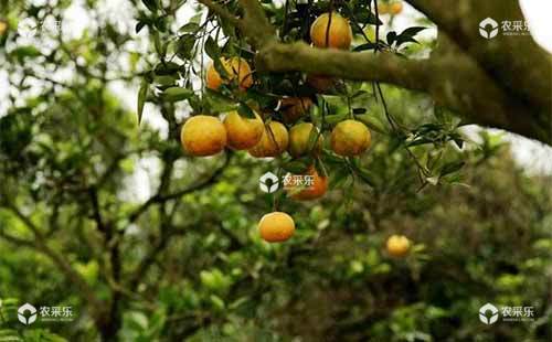 柑橘低产成年树的主要原因及综合丰产技术