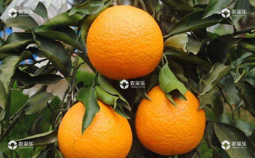 柑橘品质下降的原因及改善措施