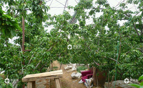 大棚大樱桃种植管理改进措施总结