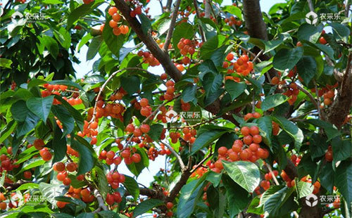 大樱桃提高产量的方法措施总结