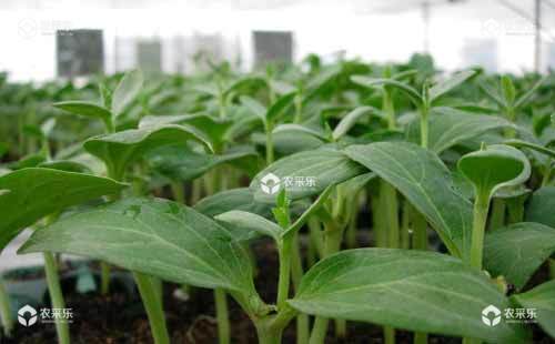 西瓜催芽育苗有什么优点，西瓜催芽育苗技术