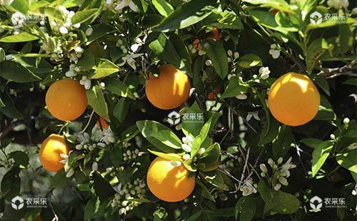 柑橘爆皮虫的发生特点、发生原因及防治对策