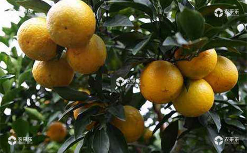柑橘黑斑病有哪些症状，该如何预防呢？