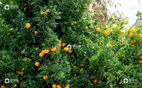柑橘小老树是什么原因，如何进行改造？