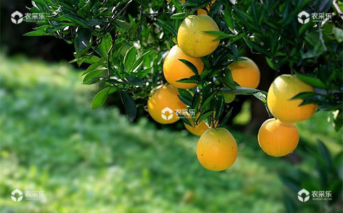 柑橘热害异常落果的成因是什么，该如何防止？