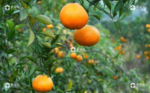 柑橘热害异常落果的成因是什么，该如何防止？