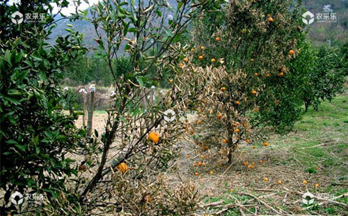 柑橘树冻害如何防治，柑橘树冻害防治措施