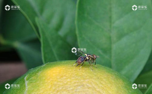 柑橘小实蝇的形态特征、为害特点及综合防治技术