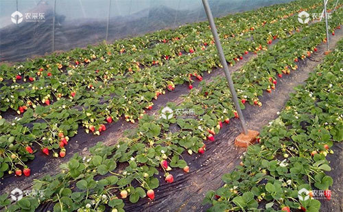 草莓定植农户需要注意的要点知识总结
