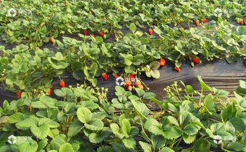 草莓定植农户需要注意的要点知识总结