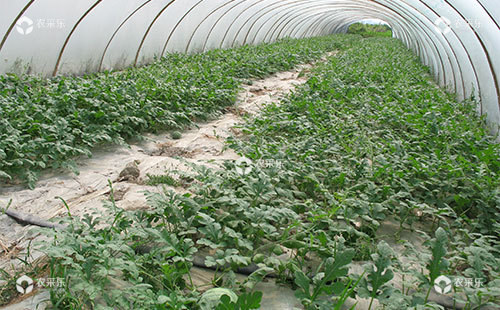 西瓜除草剂使用需要掌握的使用技巧