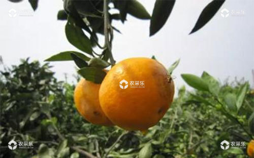 柑橘果实蝇的发生规律、为害特点、发生原因及防治方法