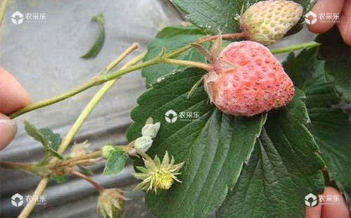 草莓白粉病的症状、发生特点、发病规律及防治措施
