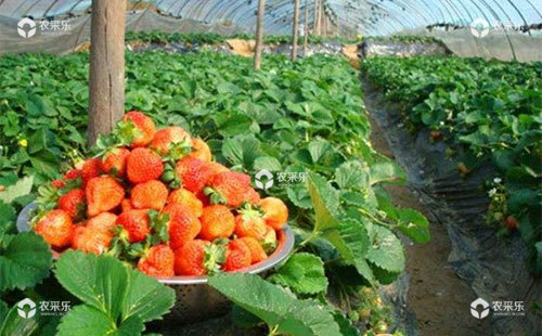 草莓青枯死苗的发生原因及预防栽培措施