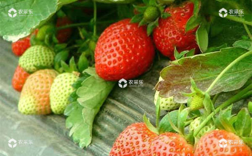 草莓低温障碍的发生症状、发生原因与防治技术