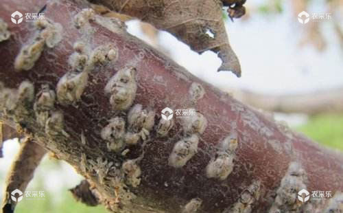 樱桃桑白蚧的发生规律、危害特点和防治方法