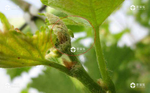 葡萄绿盲蝽蟓的特点、发生规律及防治措施