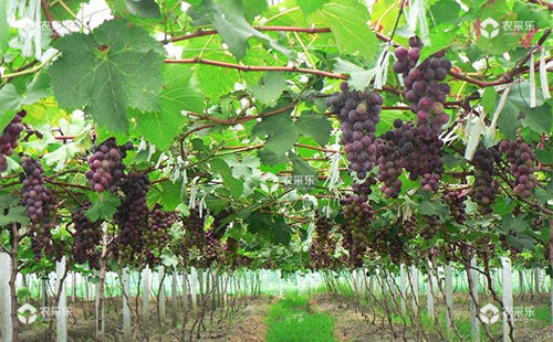 葡萄低产是什么原因，该如何解决？
