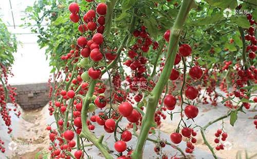 樱桃番茄该如何整枝，具体操作方法有哪些？