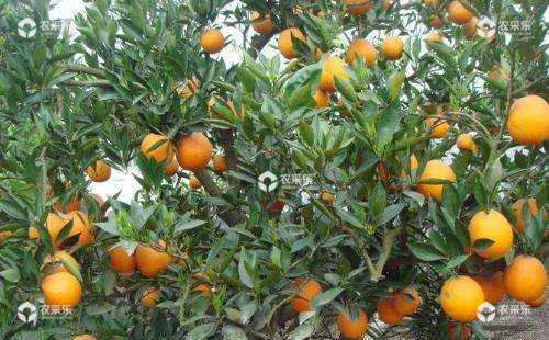 柑橘外观质量不高是什么原因，有哪些应对措施？