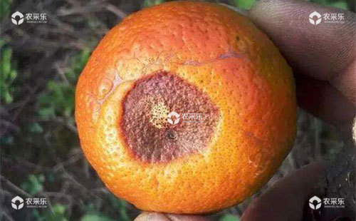 柑橘黑腐病的危害特征、发生规律及防治方法