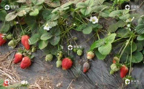 草莓疫霉果腐病的病原、危害症状、发生因素及防治方法