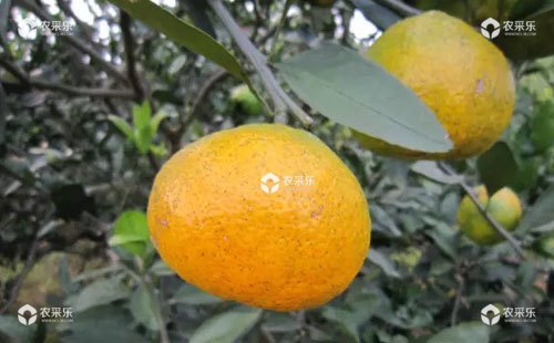 柑橘裂皮病的症状、传播蔓延加快原因及防治方法