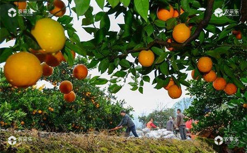 不同生长阶段柑橘施用沼肥的技术知识总结