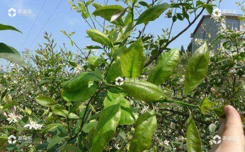 柑橘白粉虱的症状、发生规律及防治措施详细总结