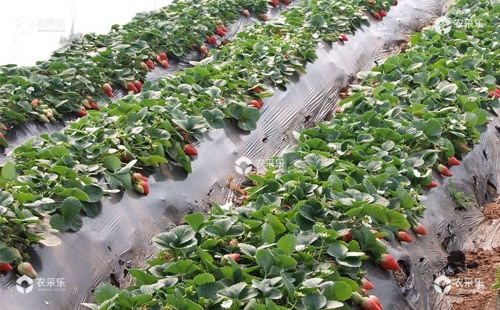 草莓大造桥虫的危害症状、发生规律及防治方法