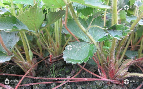 草莓蚜虫的危害特征、发生规律及防治方法