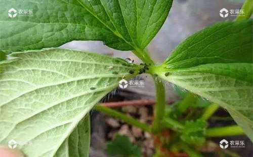 草莓蚜虫的危害特征、发生规律及防治方法