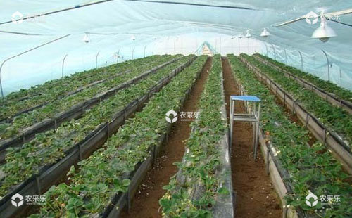 大棚种植草莓补光的作用及其常用的方法措施