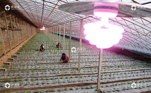 大棚种植草莓补光的作用及其常用的方法措施