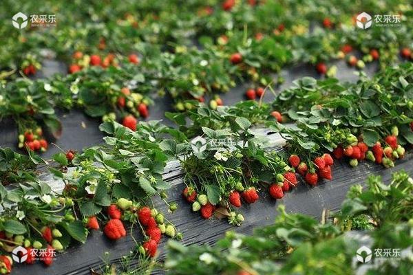 草莓立体栽培技术 草莓种子的种植方法