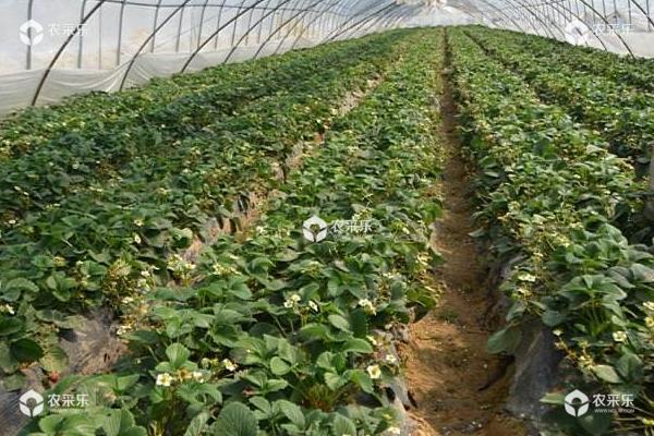 草莓立体栽培技术 草莓种子的种植方法