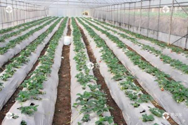 草莓炭疽病防治技术 大棚草莓种植技术与管理方法