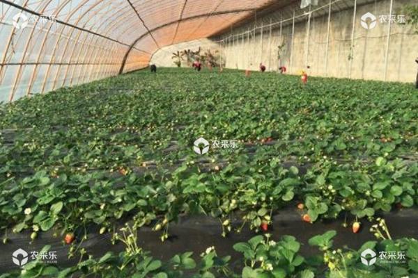 草莓炭疽病防治技术 大棚草莓种植技术与管理方法