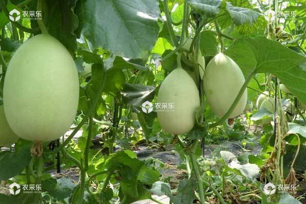 露地甜瓜种植技术 甜瓜最晚几月份种植