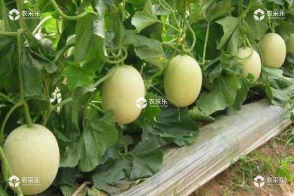 露地甜瓜种植技术 甜瓜最晚几月份种植