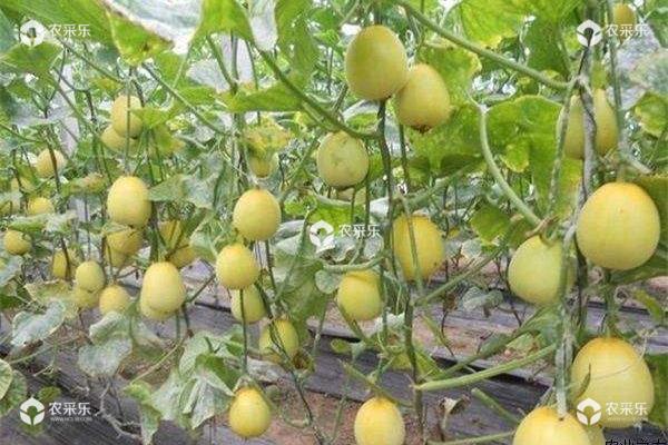 甜瓜种子种植方法