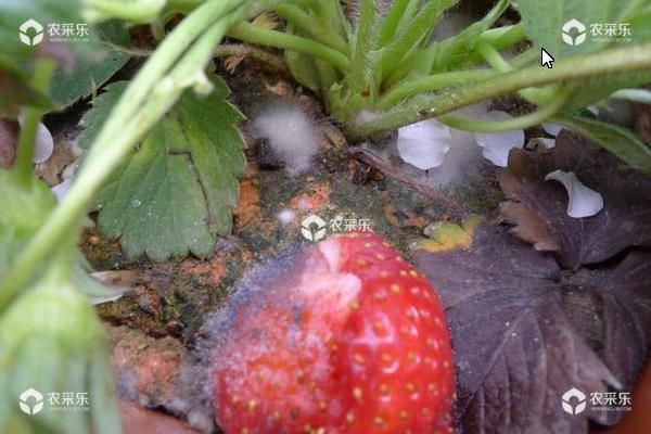 草莓灰霉病特效药